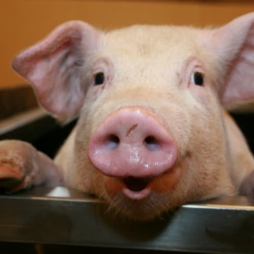 Італія збільшує імпорт свинини