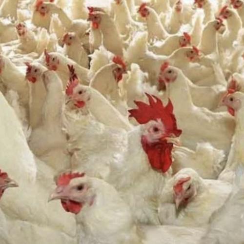 Світові напрямки ринку курятини поширюються на Україну
