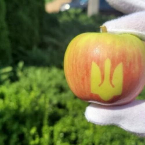 Підсумки сезону збору яблук в Україні