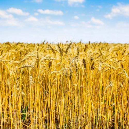 Il grano ucraino riprende quota sull’export