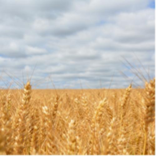 Il conflitto Russo-Ucraino avrà ripercussioni sul 25% del commercio mondiale di grano