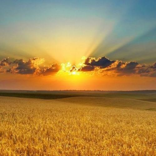 Grain Paths - Grainlane: esportazioni di cereali ucraini 