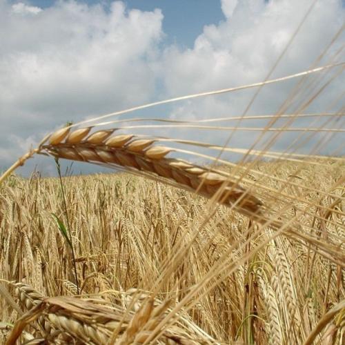 FAO: progetto per esportare grano ucraino