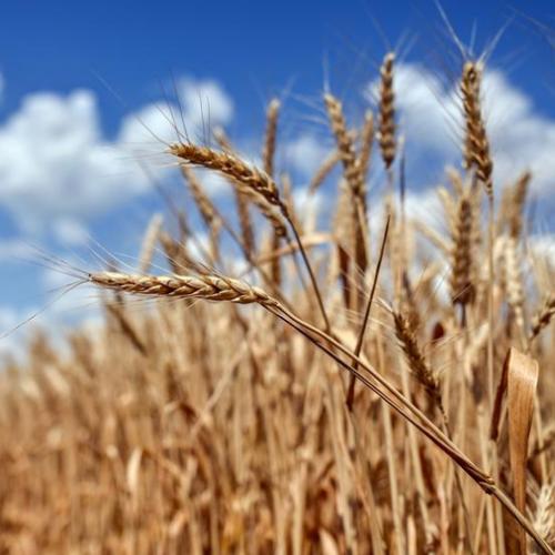 Aggiornamento raccolta cereali in Ucraina