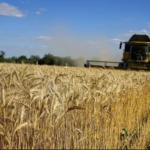 Aggiornamenti sull’export del grano ucraino