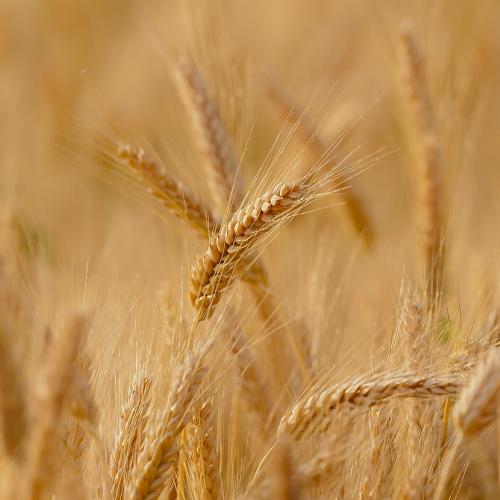 Polonia, Ungheria e Slovacchia: no all’import del grano ucraino 